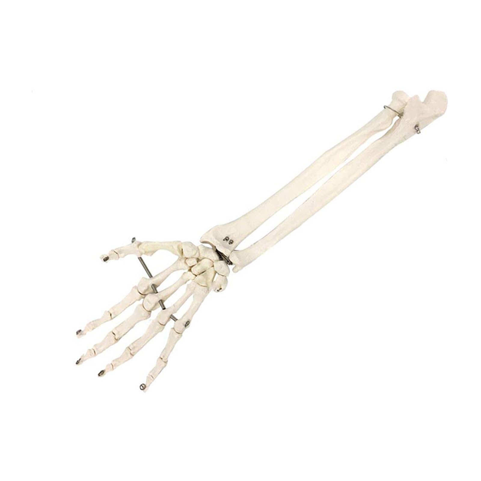 1pc Simulation Kunst medizinische Hand Knochen mit Ulna und Radius Modell Unterarm Knochen
