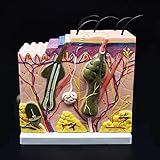 Skin Model, 50X Enlarged Anatomical Model Anatomy for Science Classroom Study Display Teaching Medical Model