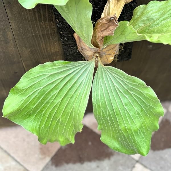 Amazon|観葉植物:ビカクシダ コウモリラン エレファントティス Amazon|観葉植物:ビカクシダ コウモリラン エレファントティス