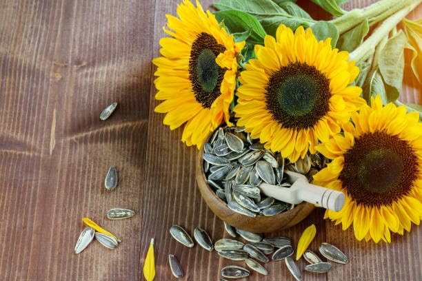 Image of Turf Fresh Roasted Salted Jumbo Sunflower Seeds,Surajmukhi Beej - The Ultimate Superfood Snack! A+ GRADE SEEDS Healthy Snacks (100G SeedShot)