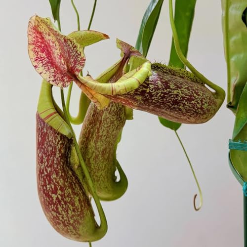 Semi di carnivora, Nepenthes mirabilis, da interno semi di rare serre da balcone giardino roccioso resistenti resistenti verdi per il 35pcs