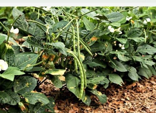 Buy4seeds 8 Black Eye Pea Medium Sized Edible Bean Useful for Garden and Outdoor Easy to Grow
