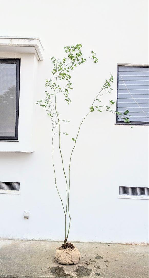 逸品。特大山採りハウチワカエデ3.4M(鉢底から)◎シンボルツリー 逸品