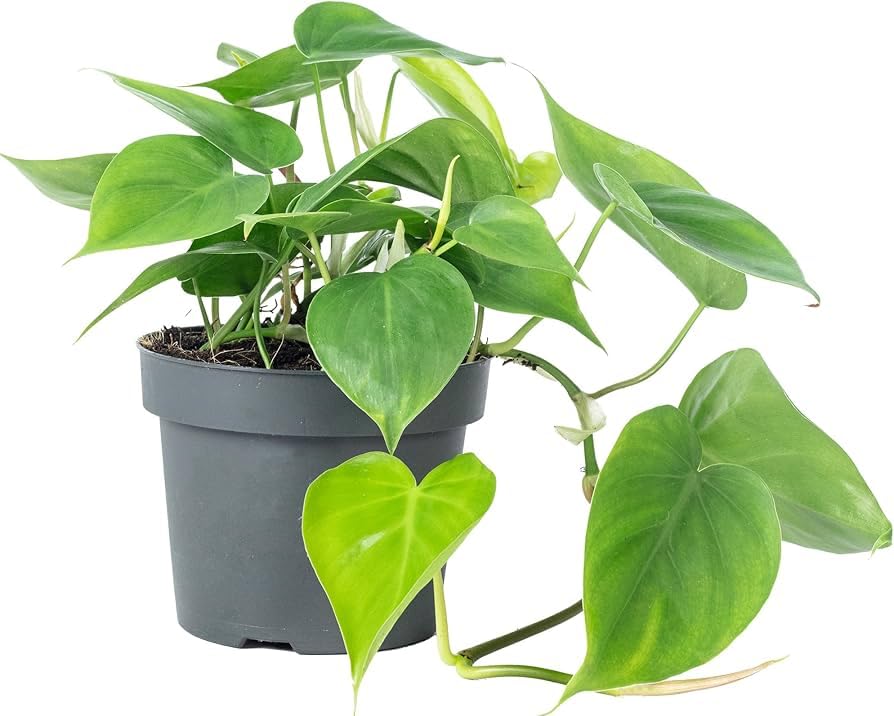 Evergreen Heart Leaf Philodendron Scandens air Purifying Plant in 11cm Pot