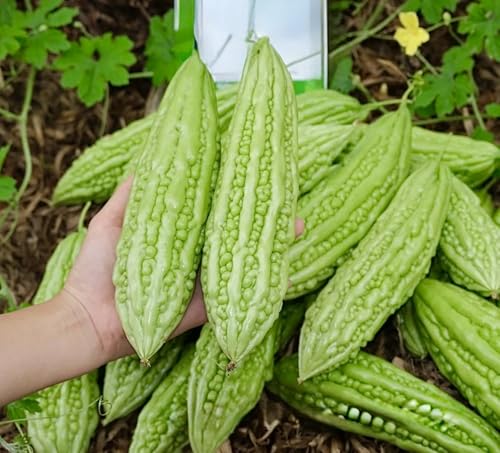 25+ Premium Bitter Melon Seeds for Planting Heirloom Non-GMO High Yield Bitter Gourd Kh Qua M Tri Di Ampalaya Seeds Vegetable for Yard Garden & Patio Planters