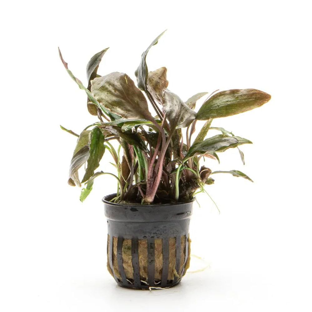SubstrateSource Live Plants - Cryptocoryne Blassii (Cryptocoryne blassii) - Low to Medium Light, Bronze-Green Accent for Midground to Background Freshwater Aquarium Aquascaping - Pot