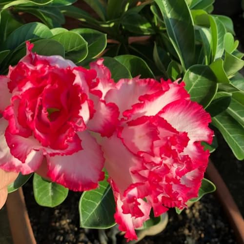 Cuikwa Wüstenrose Rot-Rosa 5er-Zwiebel