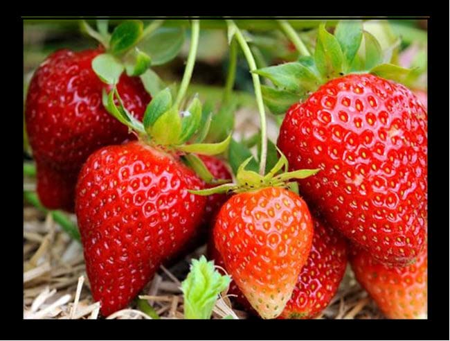 Gurveplantationi - Strawberry Fruit Indoor Plant Live with Pot All Season Fragaria Ananassa Potentilla Indica for Home and Garden (Pack of 1) (Elsanta Strawberry) (B09X33HY9S) Amazon Price History, Amazon Price Tracker