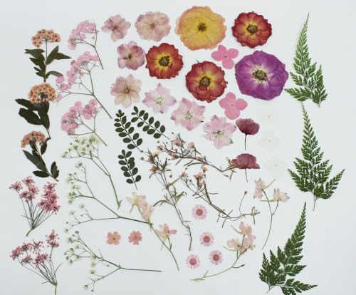 48 piezas de flores y hojas naturales secas prensadas miniatura 3