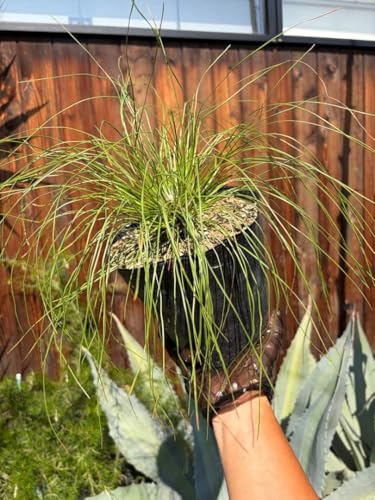 ドライガーデン 植物 サボテン」の人気商品一覧 | 安い商品を通販
