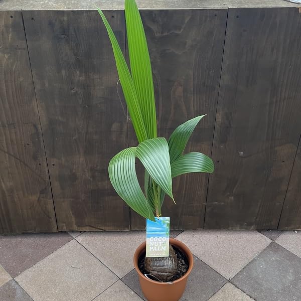 Amazon｜おしゃれ 観葉植物：ココヤシ*ココナッツパーム ココ椰子 ヤシ