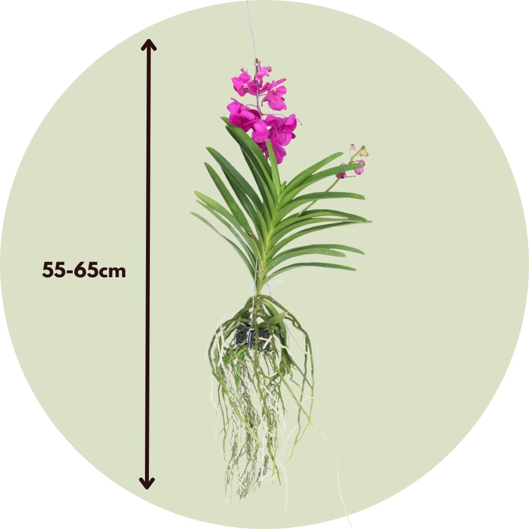 Plant in a Box - Orchidea Vanda 'Tayanee Cerise' - Kremowo-biała - Wysokość 65cm