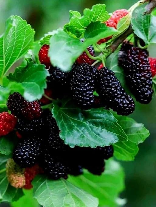 See full amazon price history chart for Natura GreenHouse Special Sweet And Healthy All Time Mulberry/Shahtoot Fruit (Cutting/Grafted) Live Plant Natura GreenHouse Special Sweet And Healthy All Time Mulberry/Shahtoot Fruit (Cutting/Grafted) Live Plant (B0CR6P75QP) Amazon Price History, Amazon Price Tracker