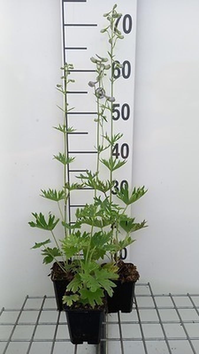 6x Pied d'alouette - Delphinium (b) 'Cliveden Beauty' | 9x9 cm pot