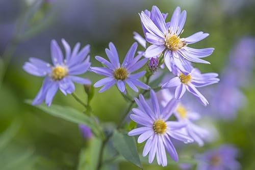 Póster de flores de aster de otoño de Aster Cordifolius Little Carlow de Loop Images Ltd. (19 x 12)