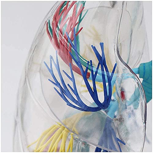 Modèle anatomique du segment pulmonaire pour démonstration médicale