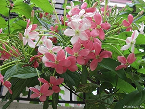 PlantaZeeMadhumalti Dwarf Rangoon Creeper Live Flower Plant with pot Gardening/balcony plant (B0CT3GS1VL) Amazon Price History, Amazon Price Tracker