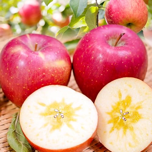 [26年3月〜発送] りんご 平均糖度13度以上! サンふじ 約10kg おもてなし用