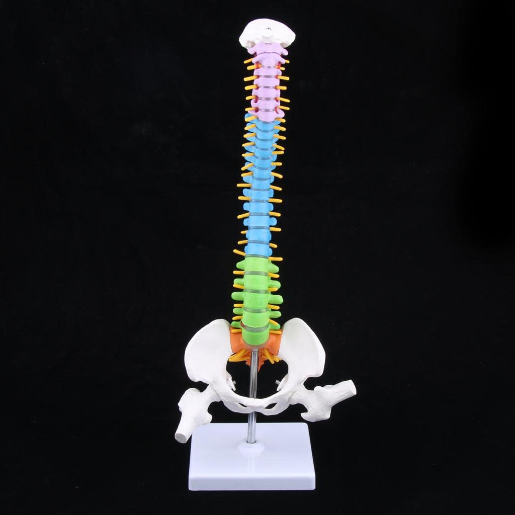 Modelo de Esqueleto de Vertebral Humana con Pelvis