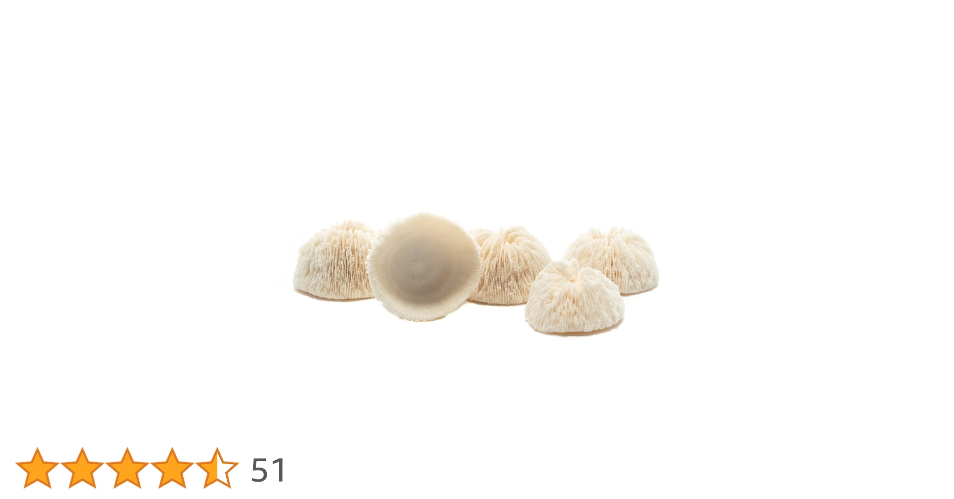 キャンディーズマッシュルーム 本体のみ箱あり キャンディーズマッシュルーム 本体のみ箱あり