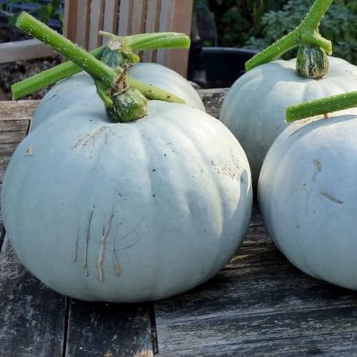 Squash (Winter) Crown Prince F1 Seeds (Squash and Pumpkin Seeds)