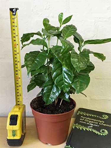 Seedsup - 5+ Arabian Coffee Tree (Mountain Plant) - Tree Dwarf #TOP2