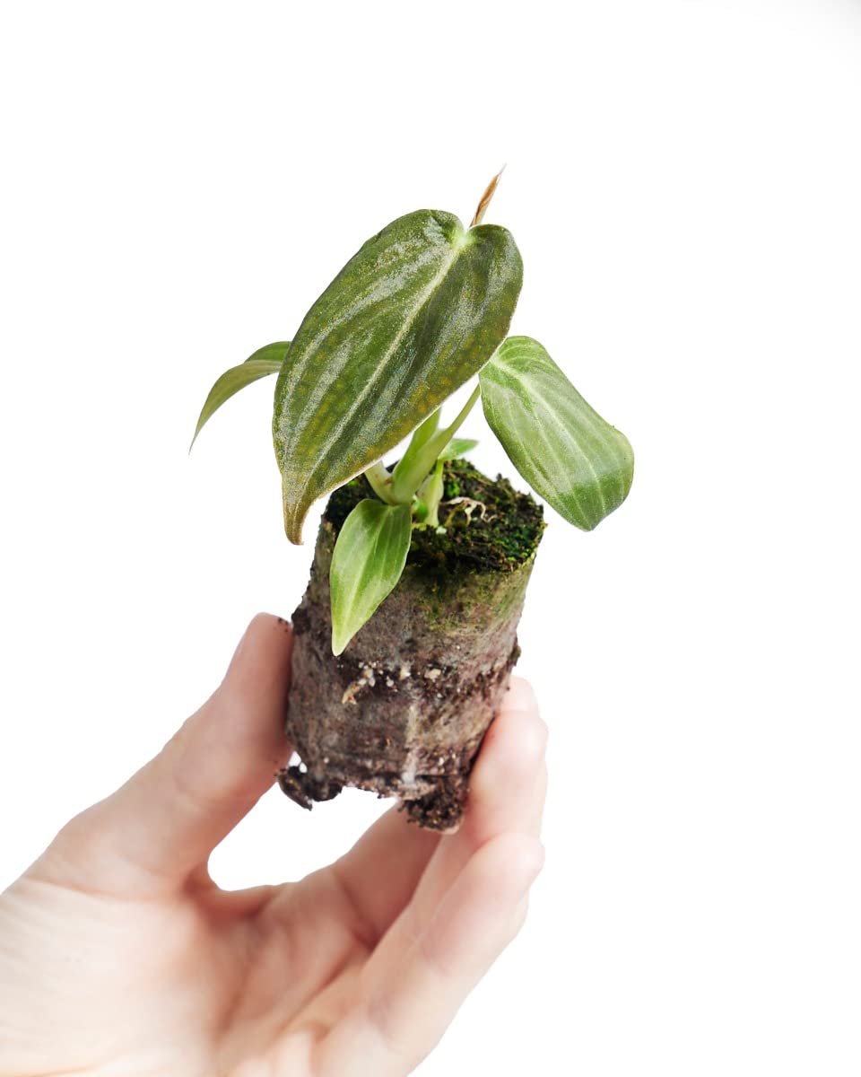 PLNTS - Baby Philodendron Philodendron Melanochrysum - Zimmerpflanze -  Echte Pflanzen fr Drinnen - 2cm Stecklinge - Hhe 10cm : Amazon.de: Garten