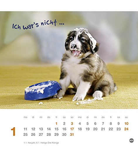 Tierisch gut drauf Postkartenkalender 2016