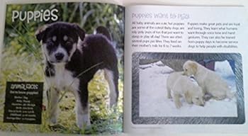 Toy Dreamtivity Bring on The Fun Read, Watch and Listen! Paperback Book