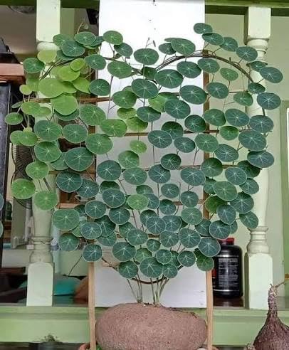 Stephania Rotunda Caudiciform Plant Bare Root Caudex without pot | Exotic Indoor Plant, Shield-Shaped Leaves, Rare Collector's Specimen, Low Maintenance, No Pot or Soil-image-17