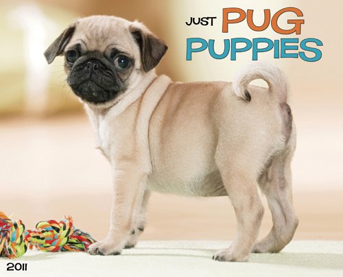 Just Pug Puppies 2011 Calendar