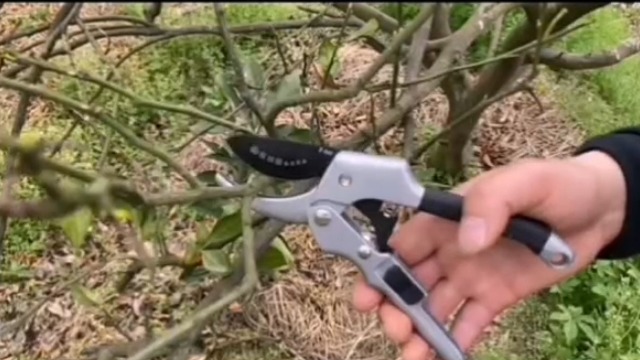 Tijeras de poda MEPEREZ negras, alta resistencia miniatura 7