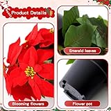 Zoom IMG-1 melajia fiori di stella natale Zoom IMG-1 melajia fiori di stella natale