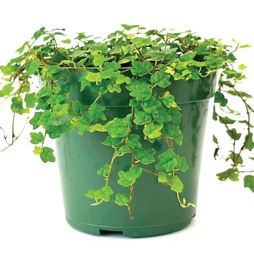 Live Plant String of Frogs 4' - Live Trailing Succulent Fully Rooted in Pot with Soil Mix - Rare House Plant for Home Office Wedding Hanging Decoration, DIY Projects, Party Favor(Heat Pack Included)