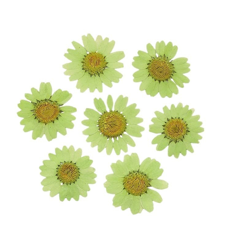 120 flores secas prensadas para manualidades miniatura 1