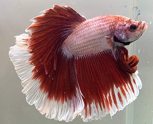 初心者向けベタの品種５選 美しく飼いやすい品種とそれぞれの飼育ポイント トロピカ