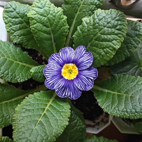 Primrose Seeds, Small-Yard Garden Staples, Residential Front Yard Ground Cover, Backyard Shade Accents 500pcs