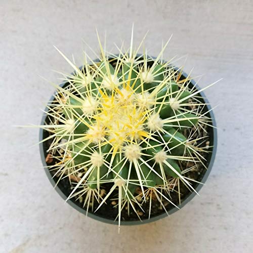 1 Golden Barrel Cactus Echinocactus Grusonii (4" Clay Pot) Cactus Live Plant #TOP26