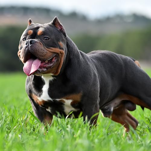 Image of VICTOR Bully Fuel Dry Dog Food - High-Calorie Formula for Muscle, 5 lb | Real Beef First Ingredient, Lean Muscle Support, Glucosamine & Chondroitin for Joint Health, Omega 3 & 6 for Skin & Coat