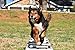 Better Sporting Dogs Agility Training Ladder | Dog Agility Training Equipment | Dog Training Equipment