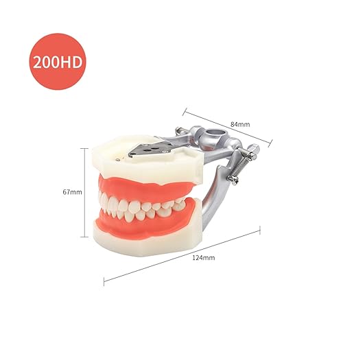 Vista 5 de Dental Typodont Teeth Model, with 32 pcs Removable Teeth Compatible with Kilgore Nissin 200 Type for Teaching, Practice and Study