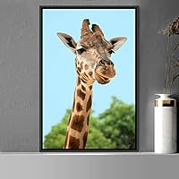 Framed Canvas Wall Art Giraffe Animals Expressive Farmhouse/Country Giraffe Living Room Multicolor Photography - 16x24 inches