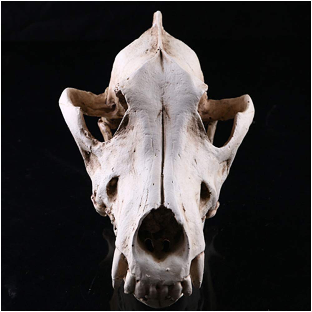 Réplica De Cráneo De Lobo, Modelo De Cráneo De Animal Realista, Modelo De Cabeza De Cráneo De Lobo, Artesanías De Resina, Estatua De Cráneo De Lobo Hecha A Mano Para El Instituto De Investigación An
