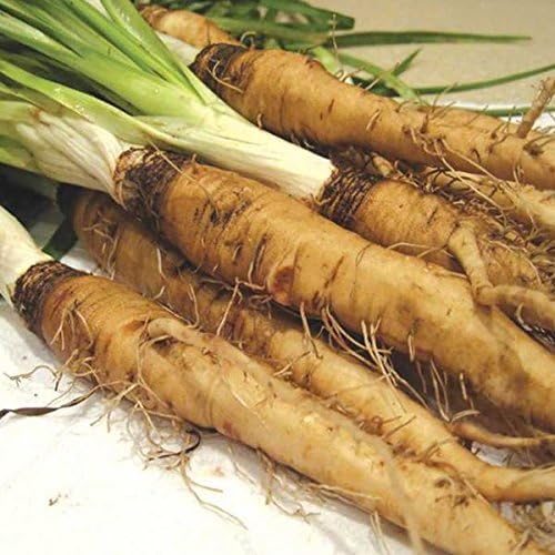 Palm Beach Medicinal Herbs - Mammoth Sandwich Island Salsify (Tragopogon porrifolius) - Paquete de 25 Semillas