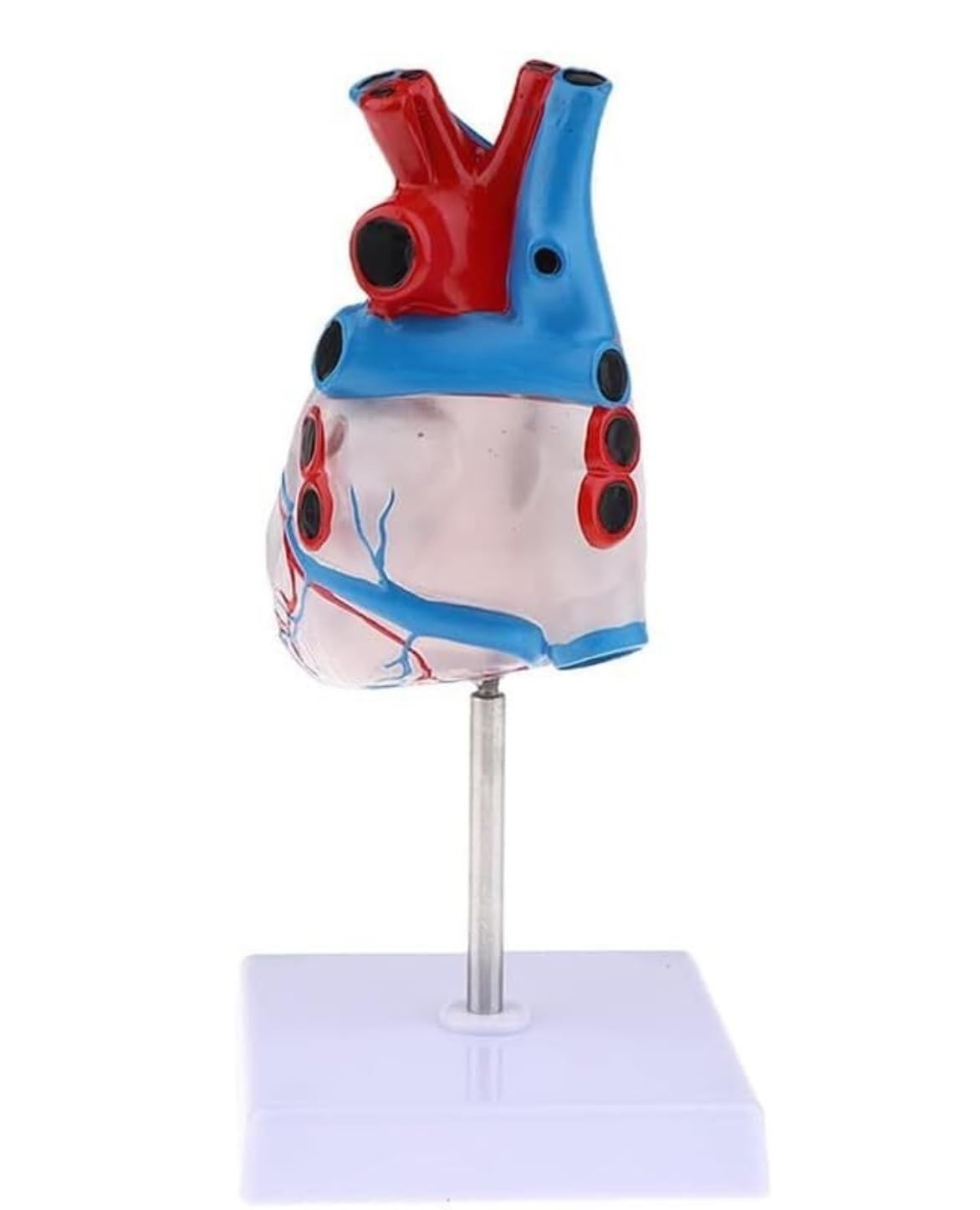 Maniquí de Cuerpo Humano Transparente, Modelo de anatomía del corazón Humano, recursos didácticos de Ciencias médicas, Esqueleto Humano, Modelo de órgano Humano