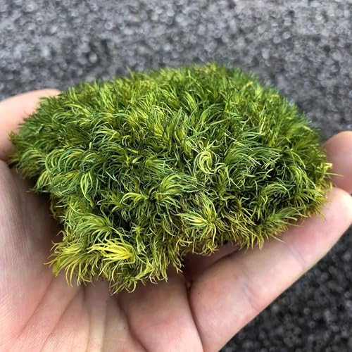 Prefleur Preserved Pole Moss Pillow Bun Cushion Natural Green Decorative DIY Kit for Terrariums Gardening, Art Wall Decor - Image 4