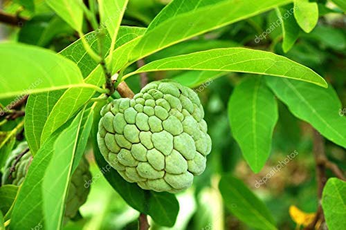 GreenCaart Live Fruit Custard Apple/Seetha/Sharifa/Sitaphal/Cherimoya/Sugar-Apple Healthy Hybrid Live plant Pack of 1 (B0BQWT2RTW) Amazon Price History, Amazon Price Tracker