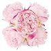 Silk Peony Bouquet 5 Heads Deep Pink SOLEDI Artificial Fake Flower Bunch Bouquet Bridal Bouquet Wedding Living Room Table Home Garden Decoration