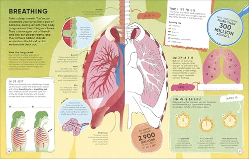 Brain Booster Human Body: Over 100 Mind-Boggling Activities that Make Learning Easy and Fun (DK Brain Booster) - Image 4