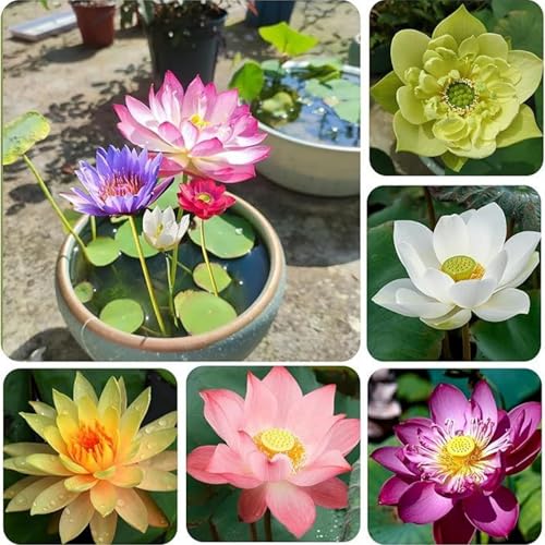 30+ Bowl Lotus Seeds Bonsai Lotus Seeds for Planting Water Lily Flower Plant Seed Non-GMO Plant Aquatic Fresh Garden Seeds for Home